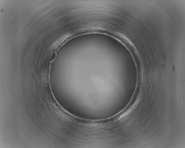 X0000061750785200512231524