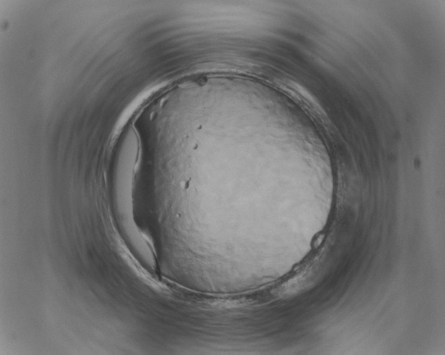 X0000061750796200512231524