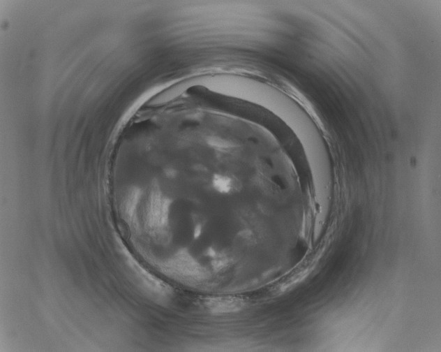 X0000061750803200512231524