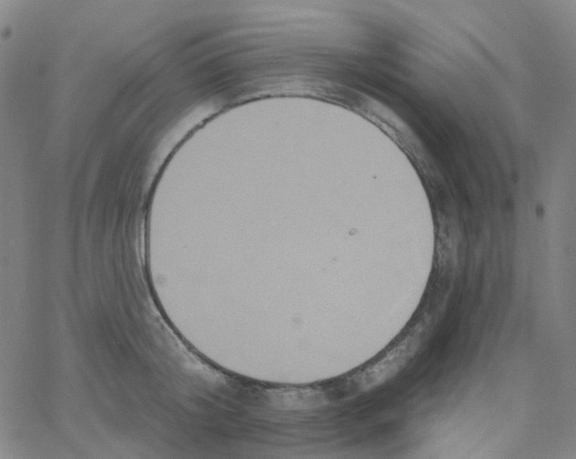 X0000061750804200512231524