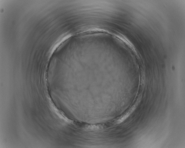 X0000061750806200512231524