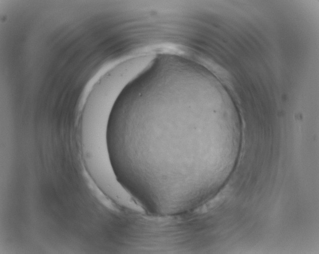 X0000061750816200512231524