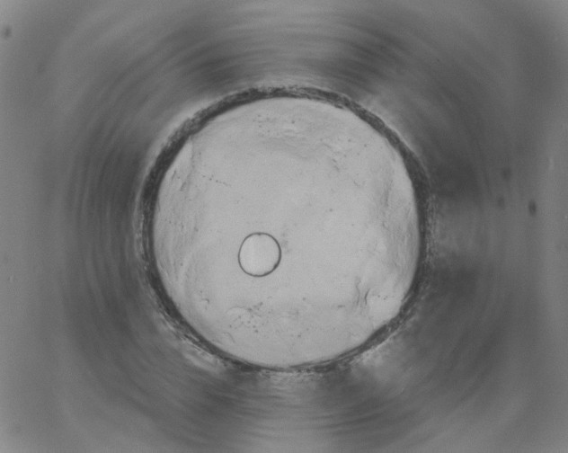 X0000061750832200512231523