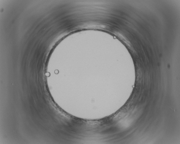 X0000061750848200512231524