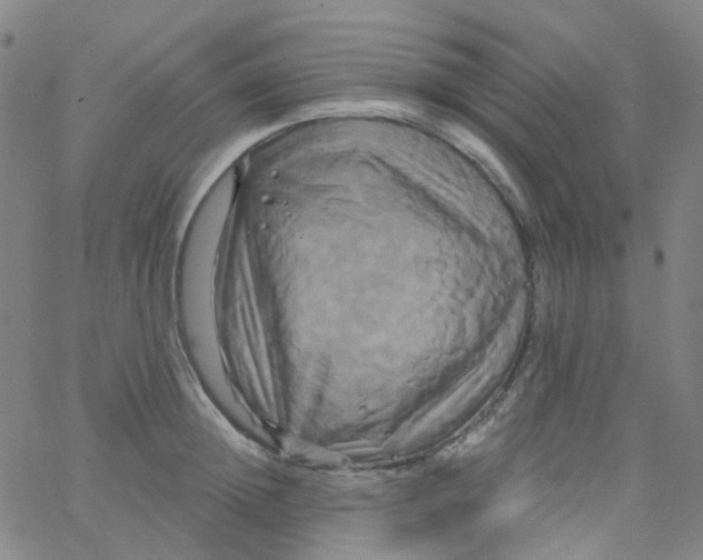 X0000061750852200512231524