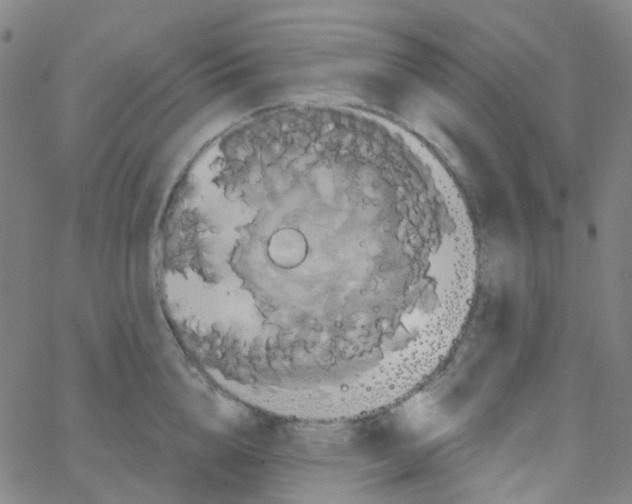 X0000061750856200512231524