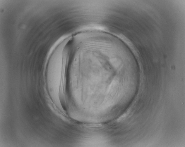 X0000061750864200512231524