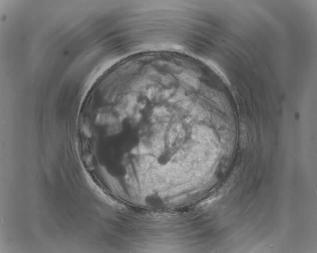 X0000061750895200512231522