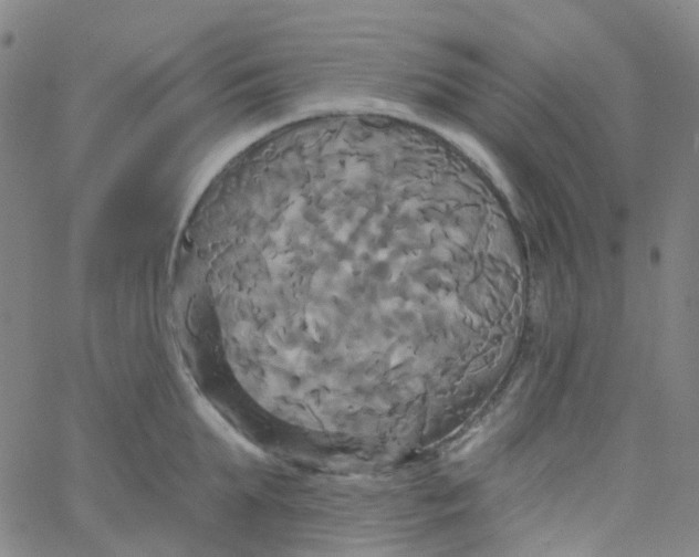 X0000061750903200512231522