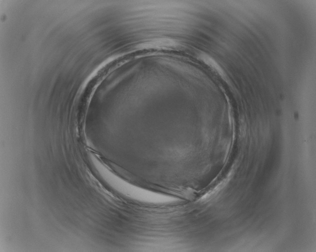 X0000061750923200512231522