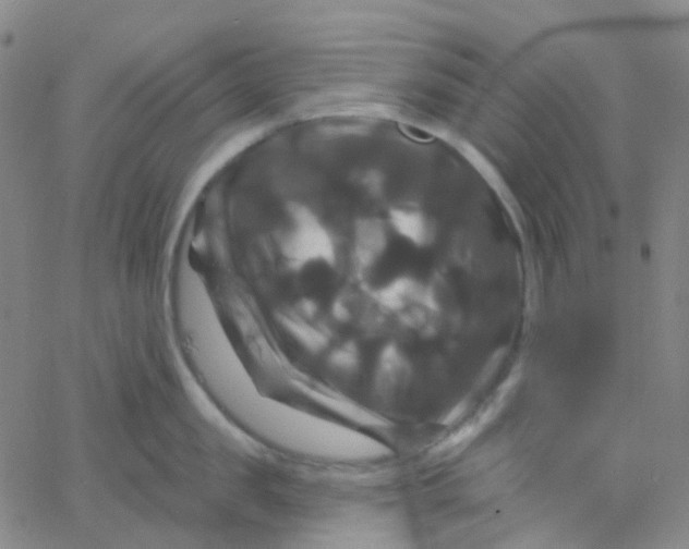 X0000061750957200512231522