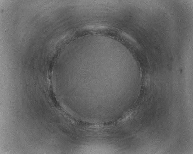 X0000061750966200512231521