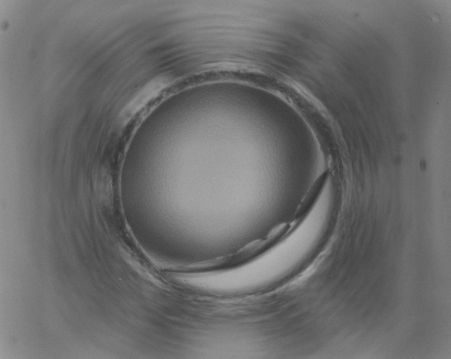 X0000061750969200512231521