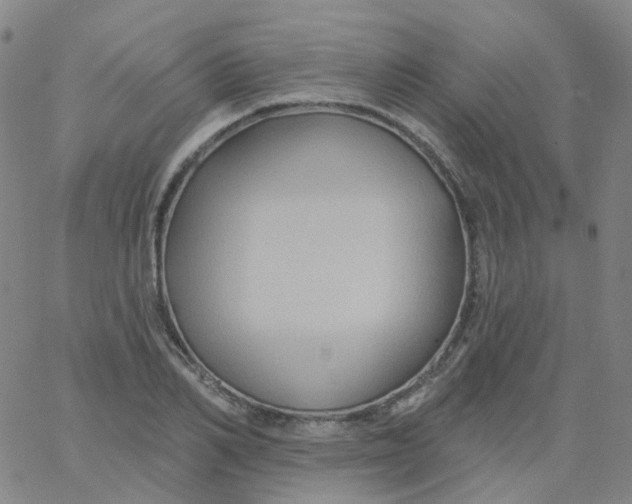 X0000061750982200512231521