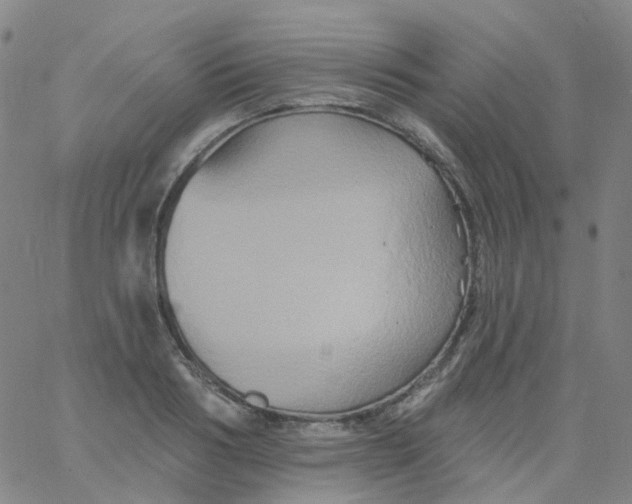 X0000061750986200512231521