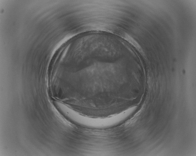 X0000061751028200512231520