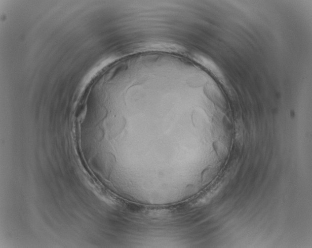 X0000061751043200512231520