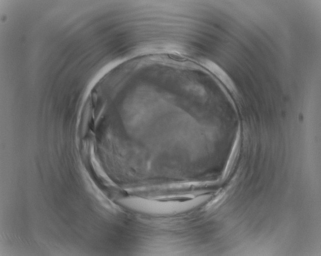 X0000061751052200512231521