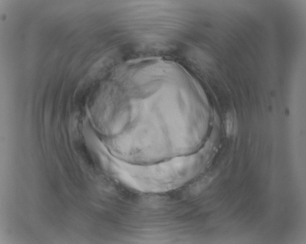 X0000061751059200512231520