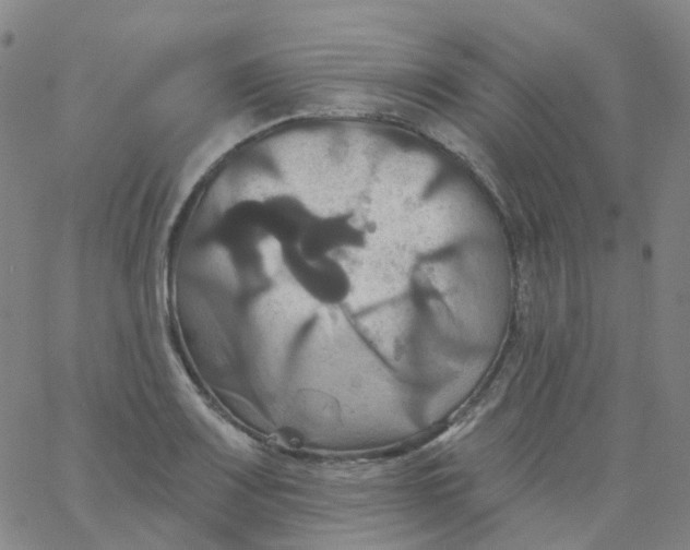 X0000061751083200512231519