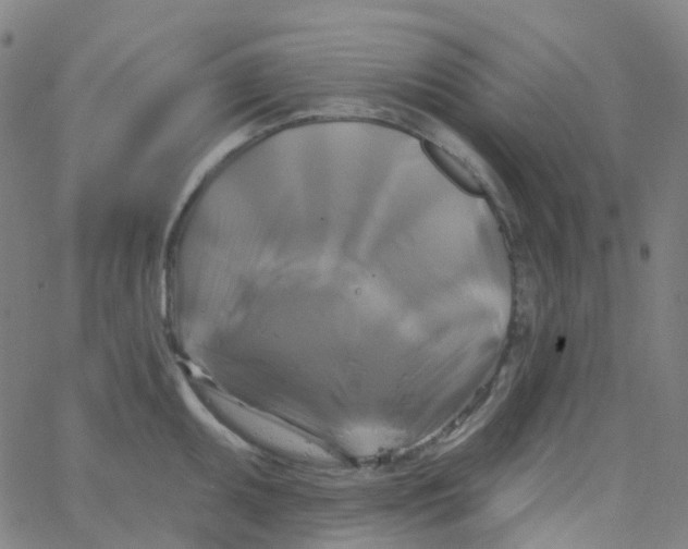 X0000061751095200512231519