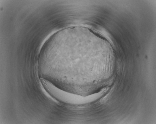 X0000061751100200512231519