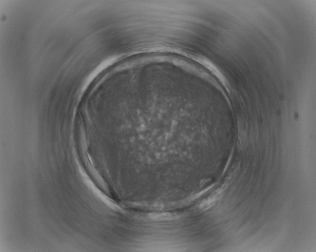 X0000061751142200512231519