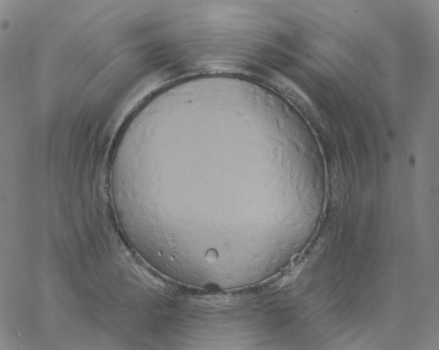 X0000061751182200512231518