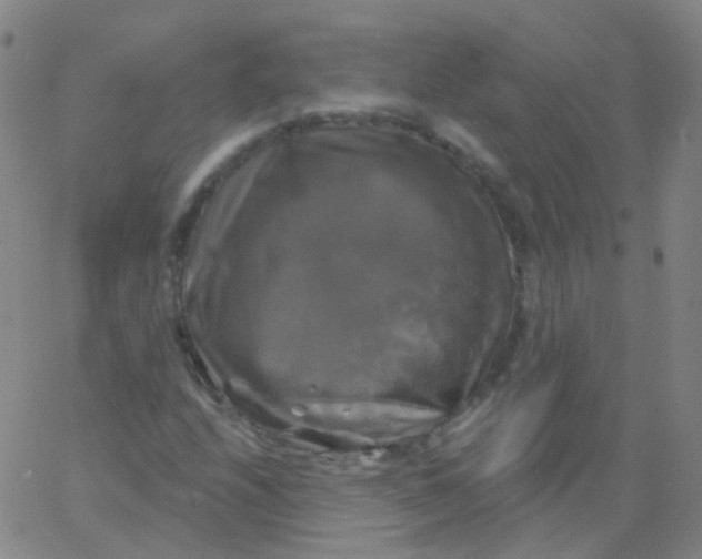 X0000061751208200512231517