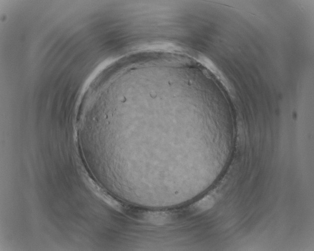 X0000061751232200512231517