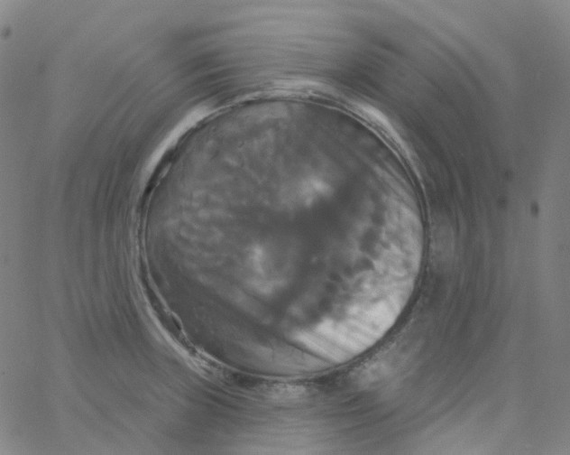 X0000061751235200512231517