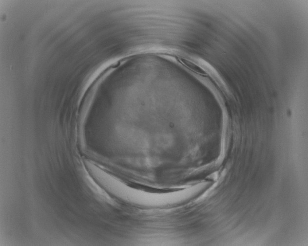 X0000061751244200512231517