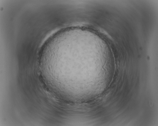 X0000061751256200512231517