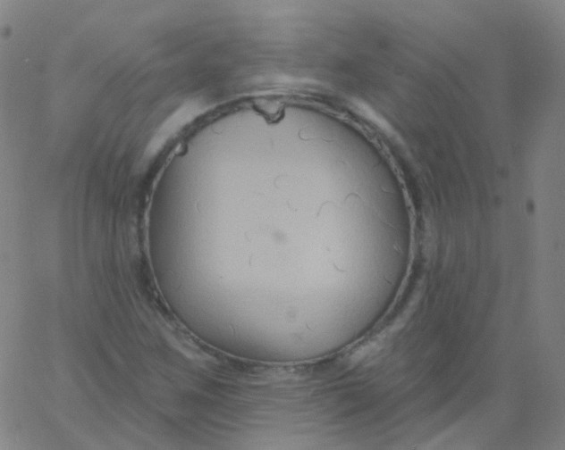 X0000061751259200512231517