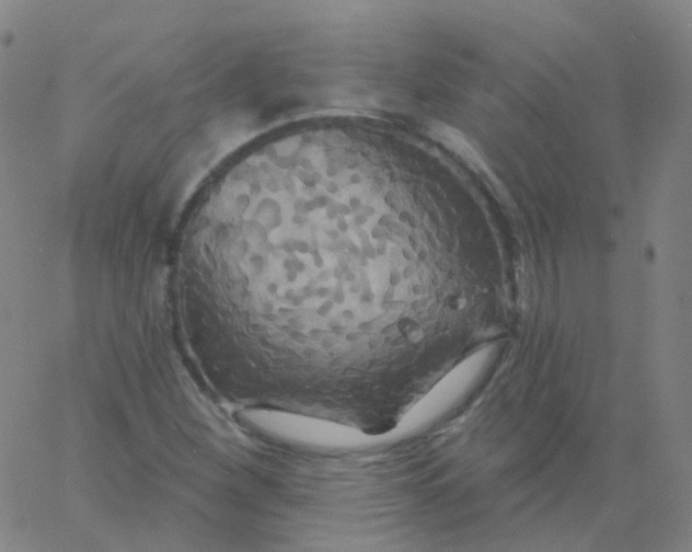 X0000061751260200512231516