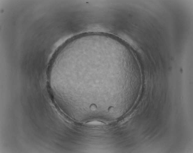 X0000061751264200512231516