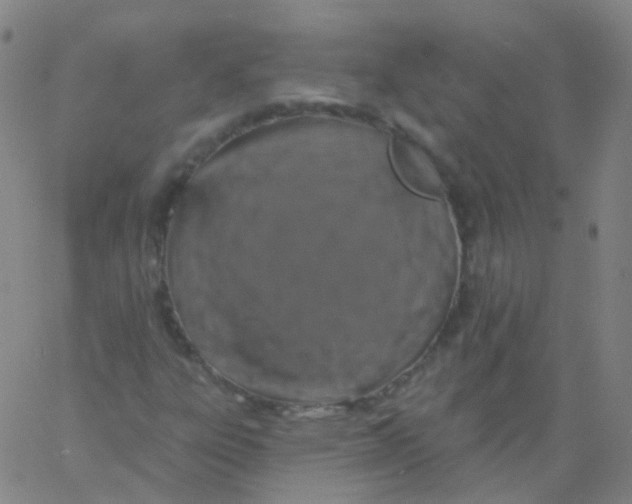 X0000061751303200512231515