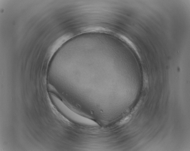 X0000061751330200512231516