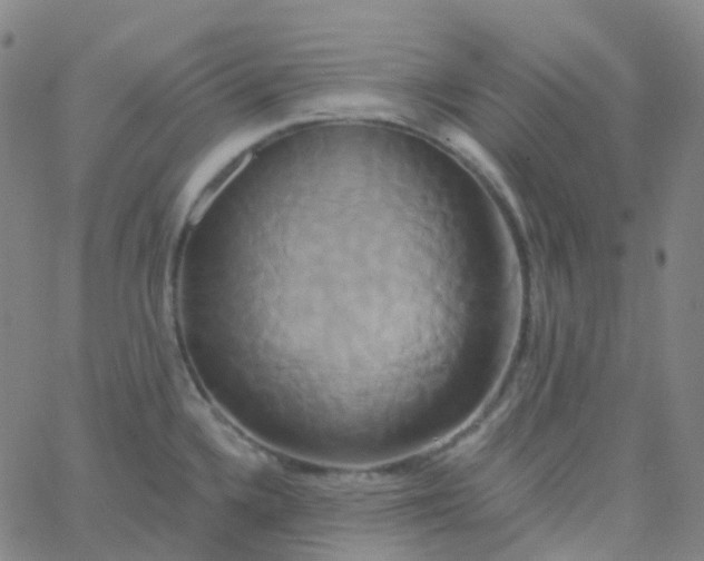 X0000061751336200512231516