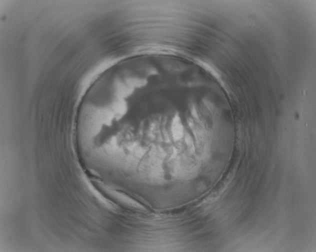 X0000061751379200512231514