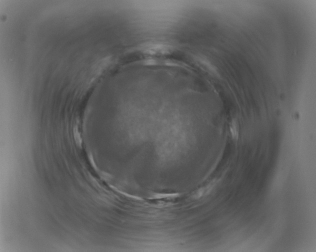 X0000061751396200512231513