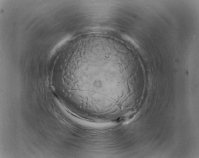 X0000061751403200512231514