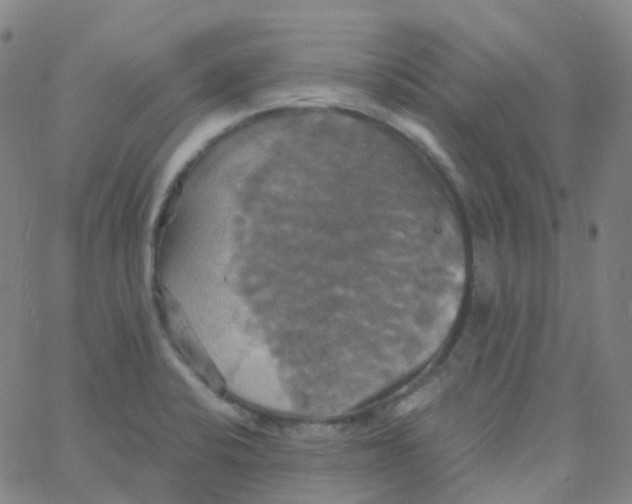 X0000061751424200512231514