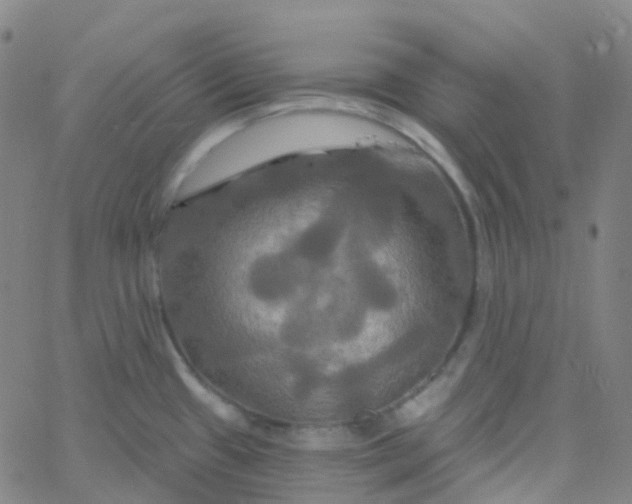 X0000061751433200512231514