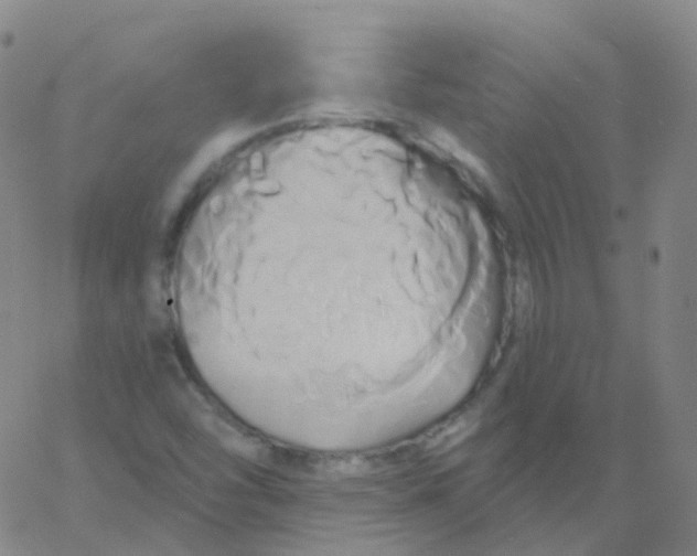 X0000061751454200512231513