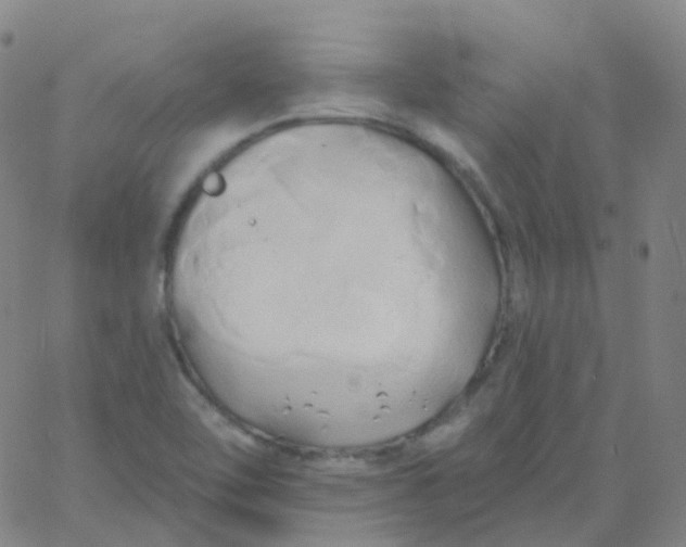 X0000061751462200512231513