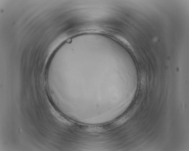 X0000061751466200512231513