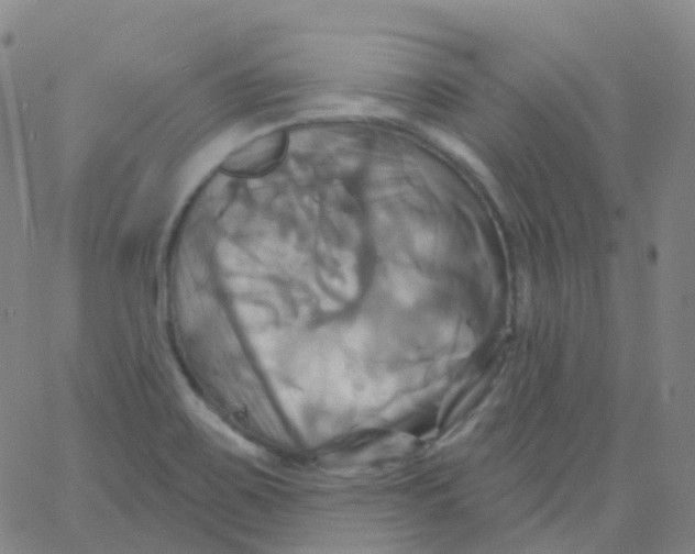 X0000061751467200512231513