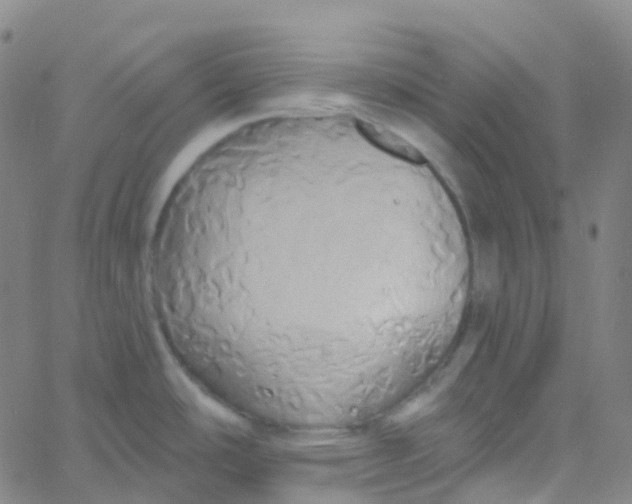 X0000061751486200512231513