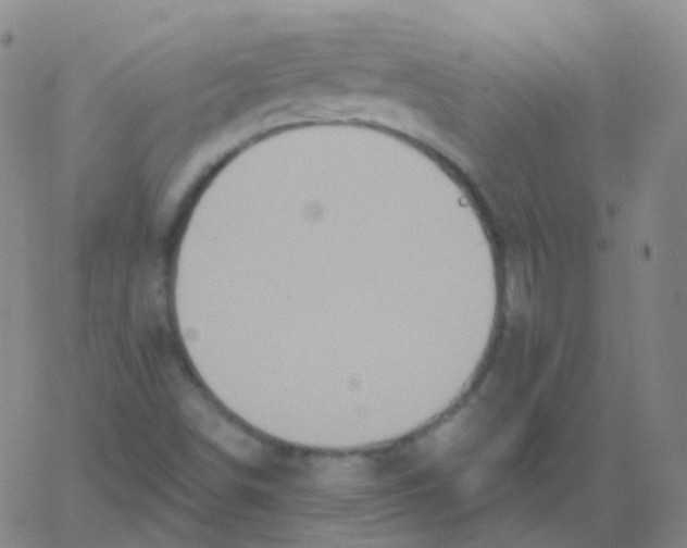 X0000061751498200512231512